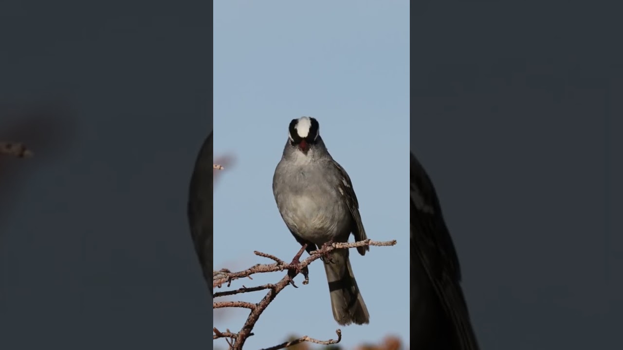 White-crowned Sparrow