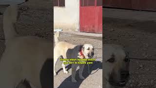 Çok Agresi̇f Bi̇r Köpek