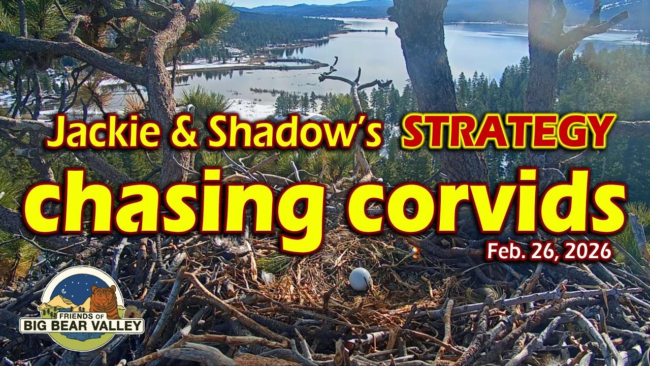 Jackie & Shadow Chasing Corvids | @FOBBVCAM