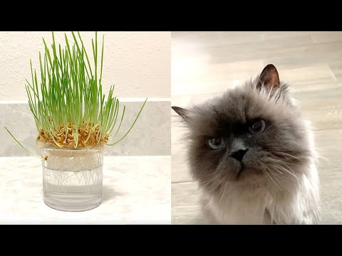 Grow Oat Seed Grass for Cats In Water Instead of Dirt