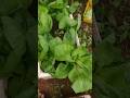 Horta no isopor #horta #plantarecolher #shortvideo