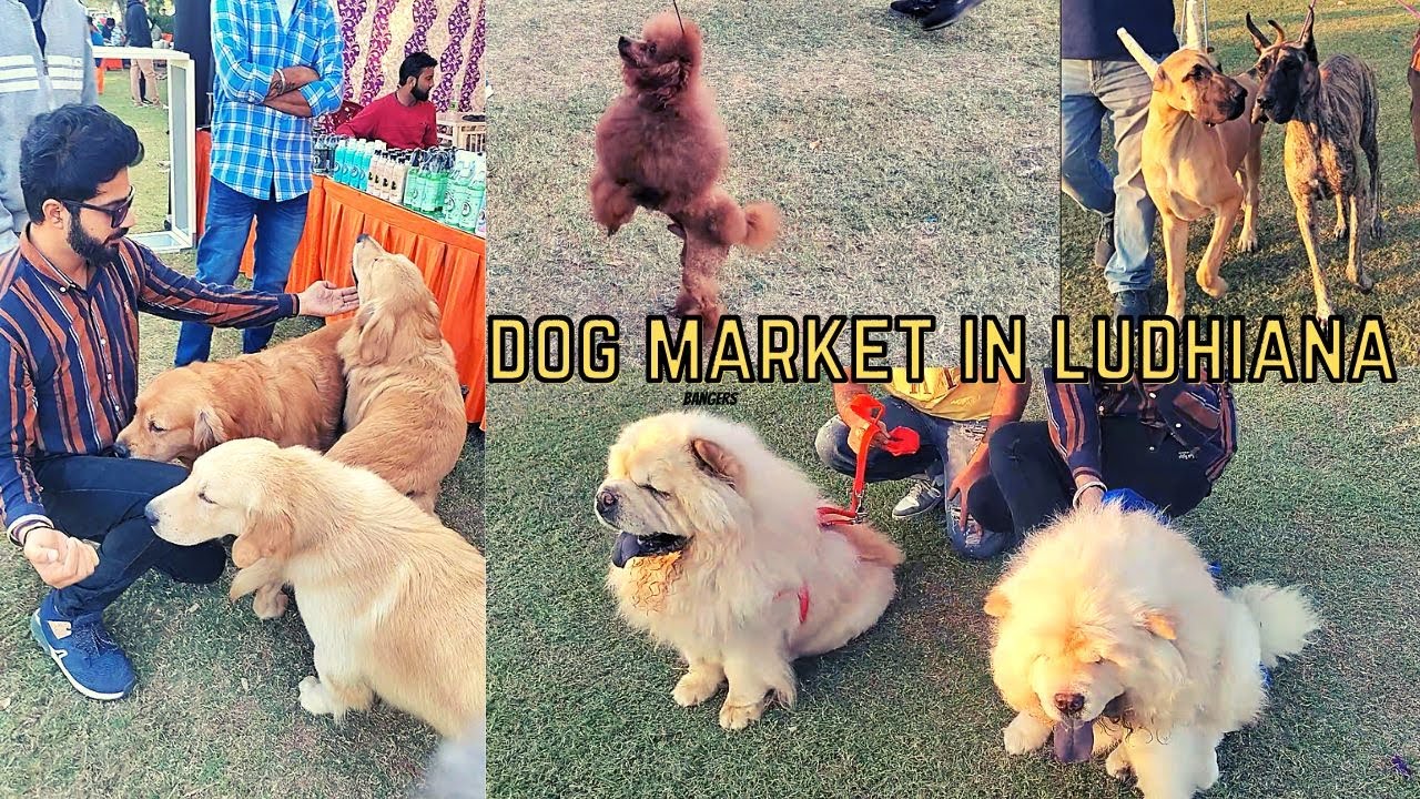 Cheapest Dog Market in Ludhiana Wholesale Dog market in Ludhiana