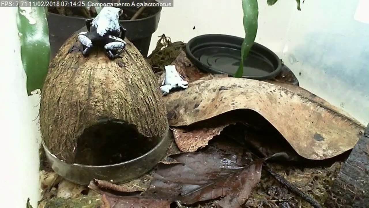 Adelphobates galactonotus courtship part2