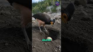The bird that uses volcanoes to incubate its eggs The bird that uses volcanoes to incubate its eggs