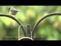 DSLR Video: Juvenile Black-capped Chickadee