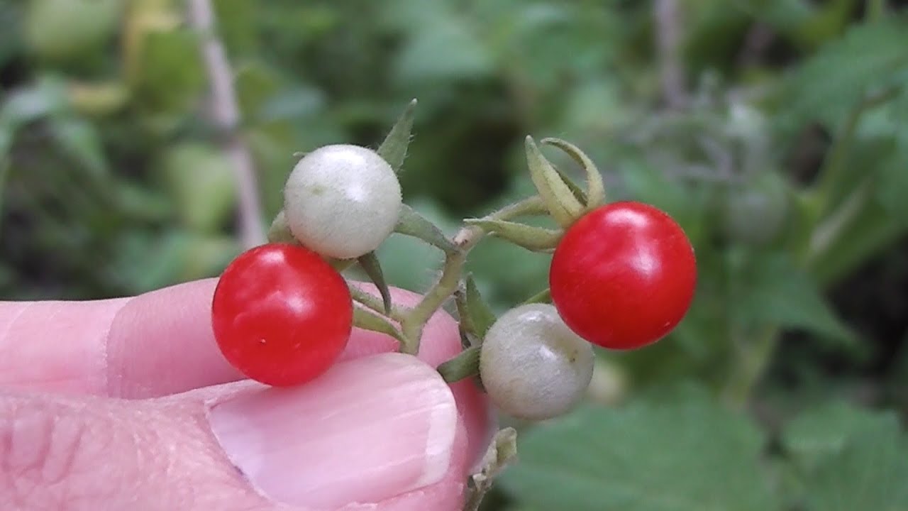 Solanum pimpinellifolium YouTube