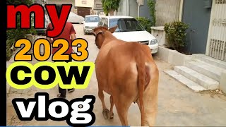 MY 2023 COW VLOG . Bought from Northern bypass cow mandi...