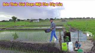 Linh Philip || Bón Thúc Giai Đoạn Đầu Cho Cây Lúa Sau Khi Cấy Được 2 Tuần