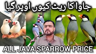 Java Sparrow Price | Lalukhet Birds Market | Java Dhoondhtay Reh jaogay 31082026