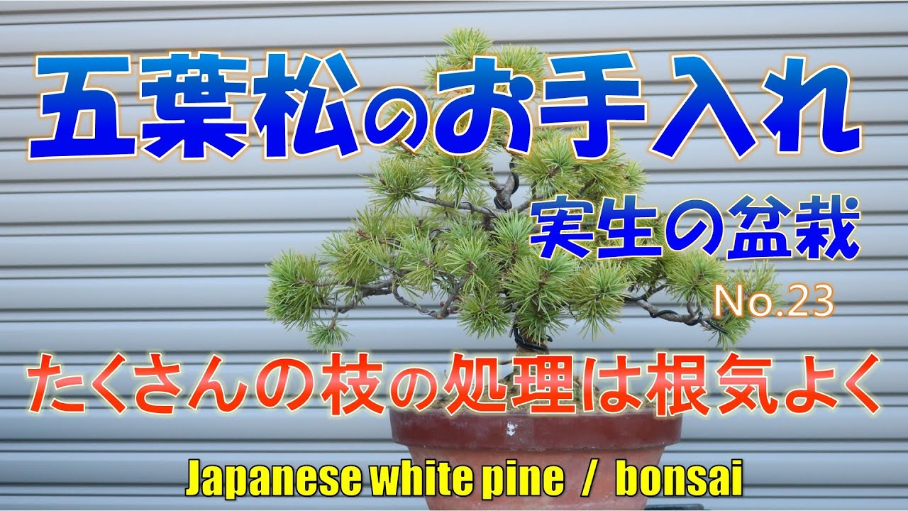 bonsai)五葉松を整えます。No.23 - YouTube