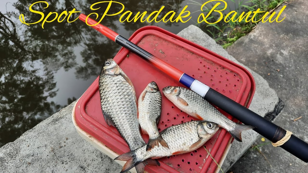 MANCING WEDER JOGJA mancing wader di Bantul spot pandak