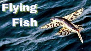 Flying Fish | Ocean Fish Relaxing | Aquarium Relax Music | Colorful Sea Life | Nature Relaxation