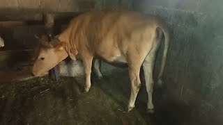 Jersey ırkı kilo alırımı ?? Günlük kaç kg alır?