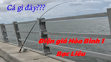 Câu cá biển | Điện gió Hòa Bình 1| Cá to còn nhiều #fishing #cauca #fishingvideo #fishinglife #câucá