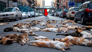 Download Lagu In Japan, All Homeless Cats Began to Die! The Reason Was Shocked by Everyone! MP3 Download Lagu In Japan, All Homeless Cats Began to Die! The Reason Was Shocked by Everyone! MP3