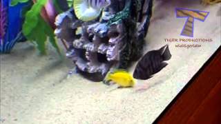Animals chasing laser pointers   Funny animals compilation