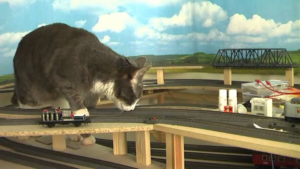 Cat vs model train - YouTube
