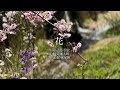 花【滝廉太郎】
