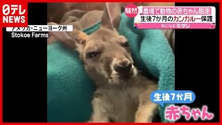 「カンガルー」の赤ちゃんが脱走…住民たちの捕獲大作戦　米・ニューヨーク（2021年3月25日放送「news every.」より）