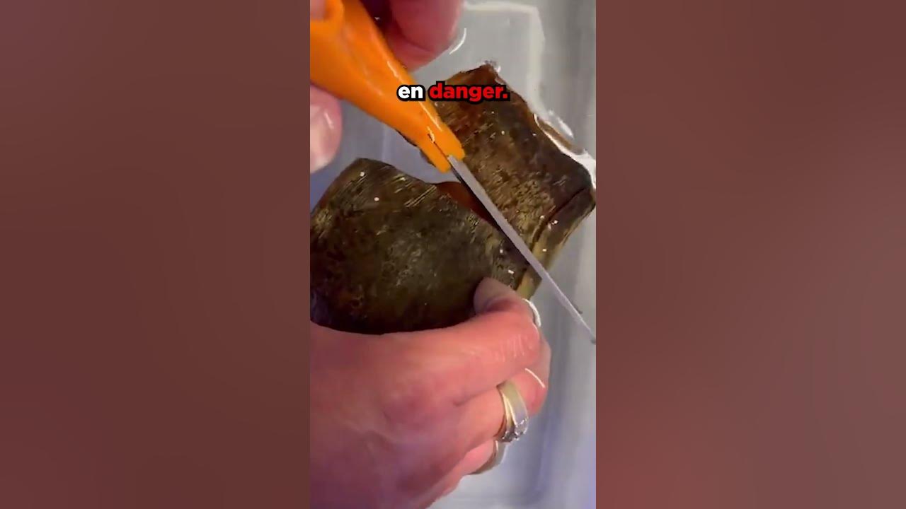 NE COUPEZ JAMAIS UN ŒUF DE REQUIN 😱!! - YouTube
