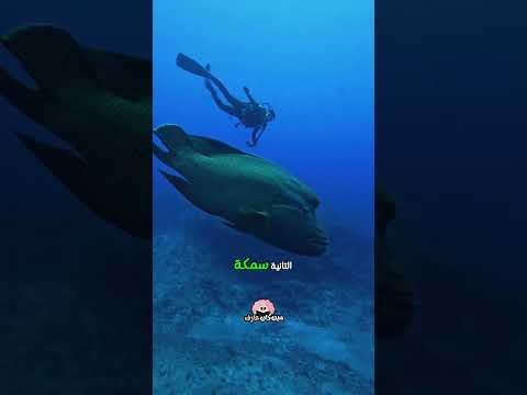 أغرب 3 أسماك في البحر الأحمر