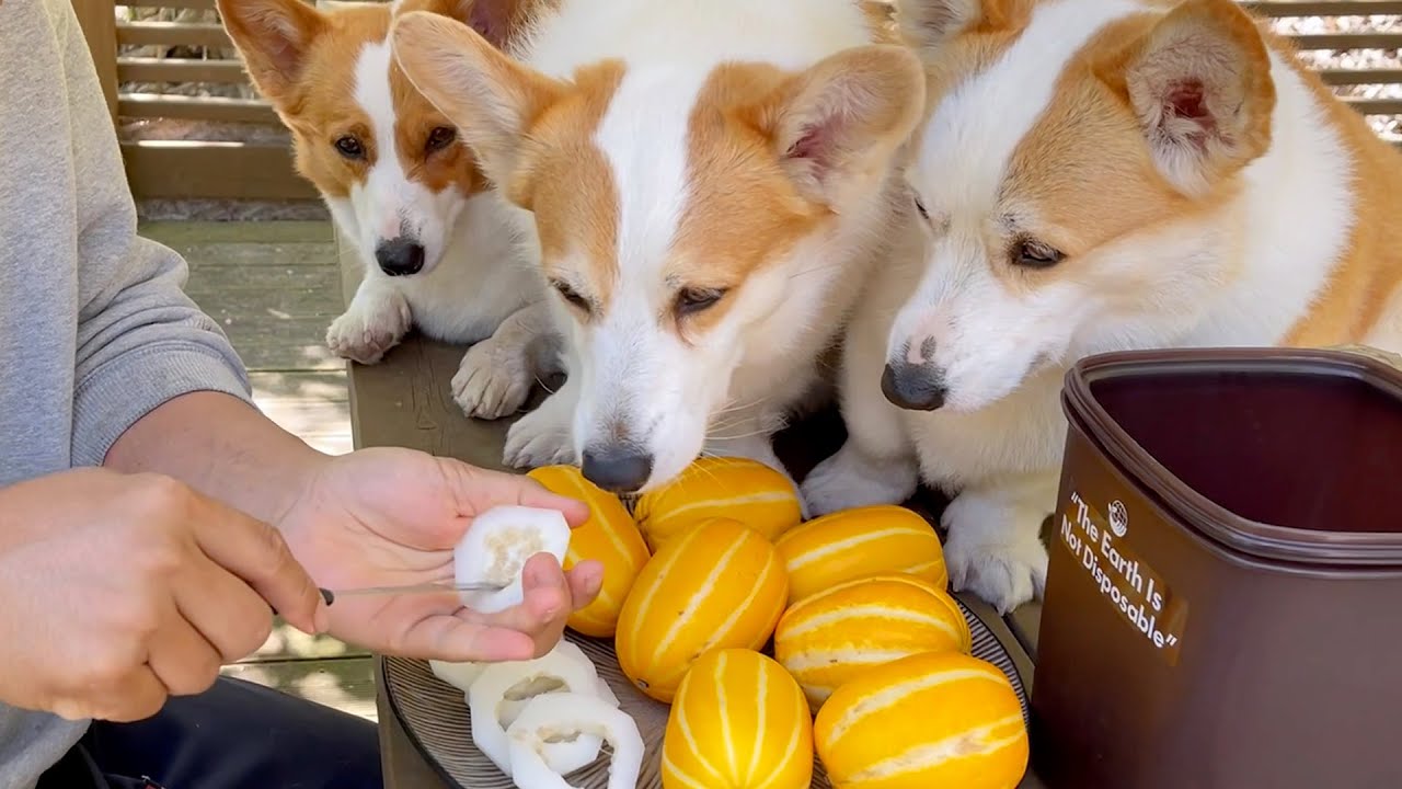 강아지는 참외를 좋아할까요??ㅣDo dogs really like the sweet Korean melon??