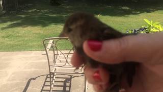 Baby Bird Saved