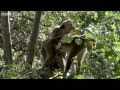 Funny Talking Animals - Walk on the Wild Side - Series 2, Episode 4, Preview - BBC One