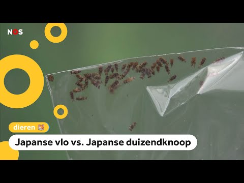 Video: Planten en dieren van Japan
