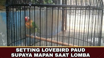 Setting Lovebird Paud Supaya Mapan Di Gantangan / Lomba