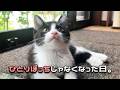 威嚇していた子が、家族を信じるまで。