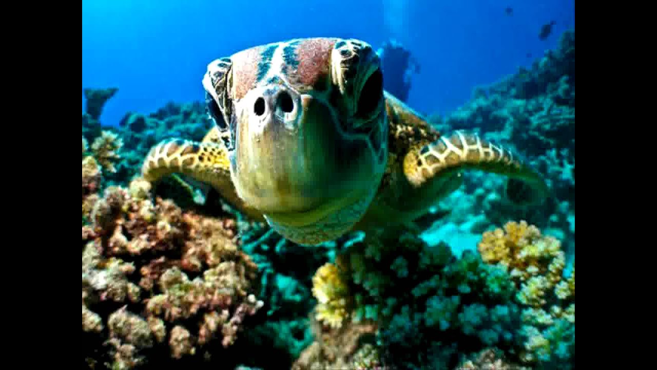 Maldives diving Best spots for Maldives diving YouTube