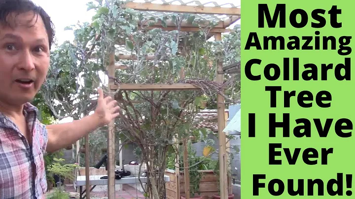 Most Amazing Collard Tree that I have ever Found! ...