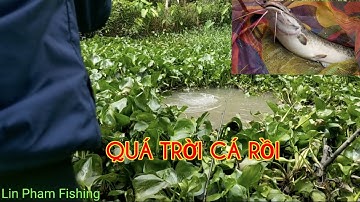 Móc Lổ Câu Cá Dưới Đám Lục Bình Trúng Ngay Ổ Cá Trê Giật Đã Tay Luôn