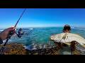 Fishing For MULLOWAY off the BEACH - Then This Happens!