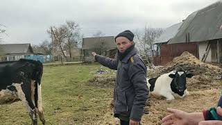 💫 обмен Малышки🐴 на корову 🐄Викторию и телёнка 🐂