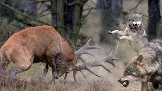 The Red Deer Is a Horned Giant that Can Stand up for itself!