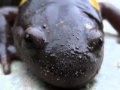 Yellow Spotted Salamander (HWW Homegrown Video)