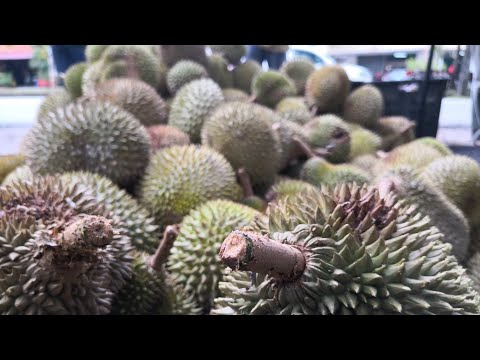 Download lagu Pakdo Durian Pecah Palo RM5 Pakdo Durian Pecah Palo RM5
