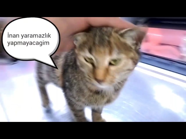 istanbul ucretsiz yavru kedi sahiplendirme youtube