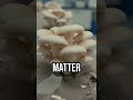 Mushrooms Munch Plastic #fyp