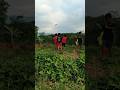 Bermain layangan di langit biru#mainlayangalayang#anakdesa#tanahlapang#shortvideo