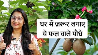 🔴TOP 4 FRUIT PLANTS FOR POTS/ 4 FRUIT PLANT ASANI SE POT MEIN UGAE/GROW FRUIT PLANTS/फलों के पौधे