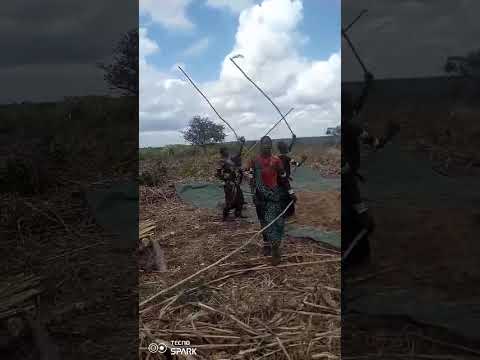 MAGUTA GANZIKU MANONI MAVUNO MWAKA HUU 2025