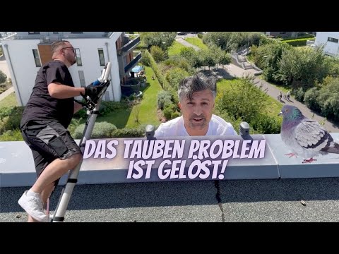 The pigeons have to move | Chico lottomillionaer