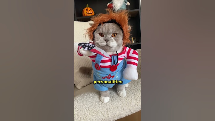 Two Simple Changes To Make Your Cat Love You More!! 🥺