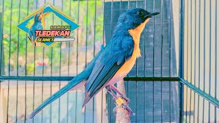 Download Lagu Tledekan gunung gacor isian kenari tembakan pleci MP3