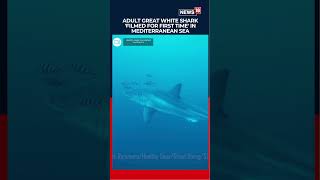 White Shark Encounter in Mediterranean: Diver Removes Deadly Ghost Nets in Risky Underwater Mission