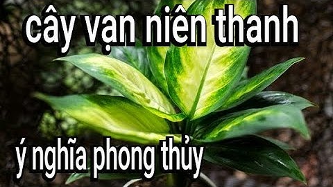 Cây vạn niên thanh là cây gì năm 2024