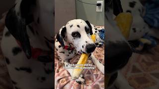 Did you guess right? #relatable #dalmatian #funnyvideos